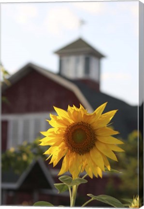 Framed Sunflower Print