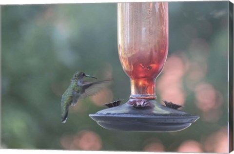 Framed Hummingbird 1 Print