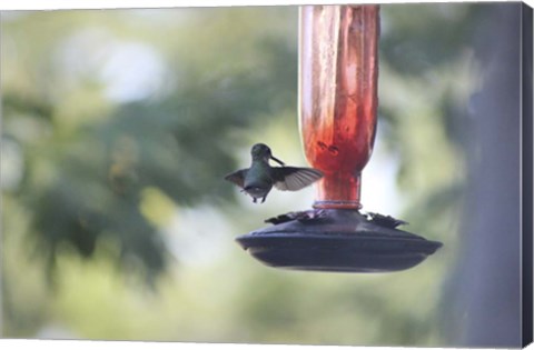 Framed Hummingbird 2 Print
