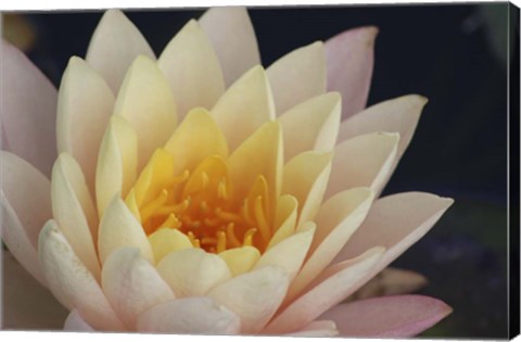 Framed Pond Lily Print