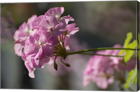 Framed Pink Flowers Print