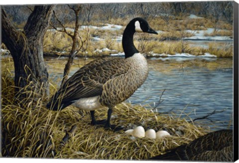 Framed Canadian Goose Print