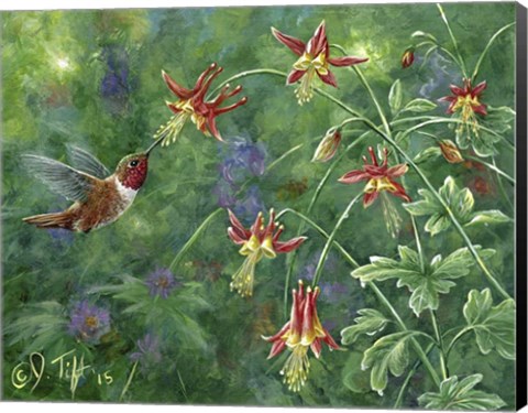 Framed Rufous Hummingbird Print