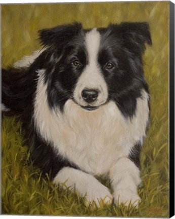 Framed Collie Resting 2 Print