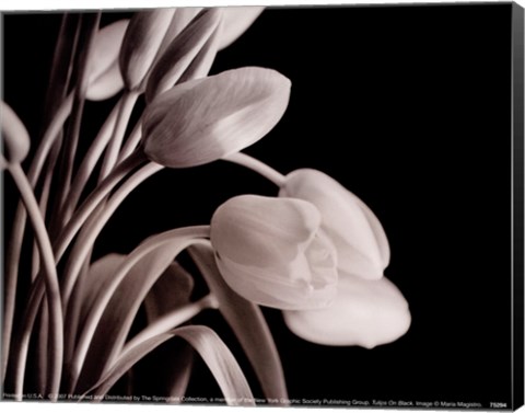 Framed Tulips On Black Print