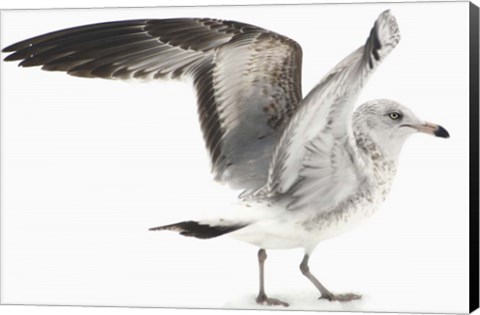 Framed Gull I Print