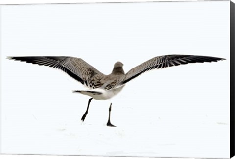 Framed Gull III Print