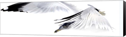 Framed Gull in Flight Print