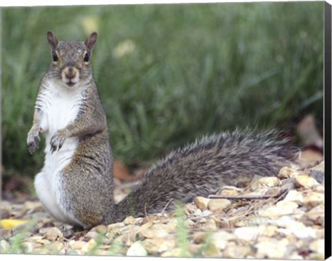 Framed Backyard Buddy Print