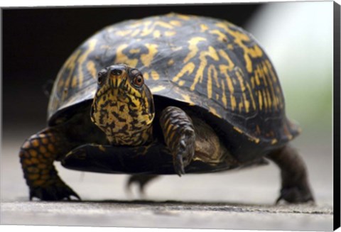 Framed Box Turtle Print