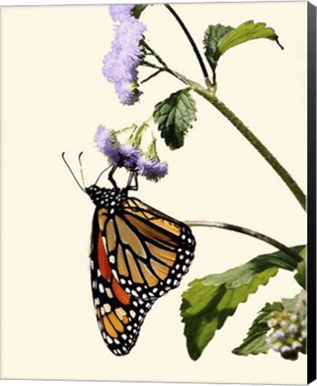 Framed Butterfly Print