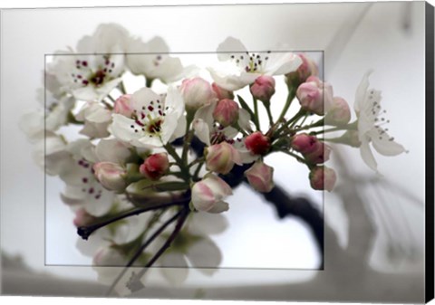 Framed Cherry Blooms Print