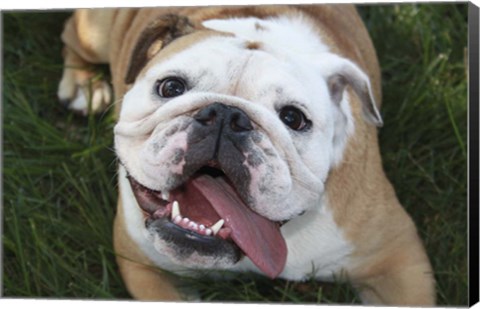 Framed Happy Bulldog Print