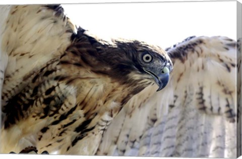 Framed Hawk Swoop Print