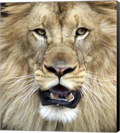 Framed King of The Forest Print