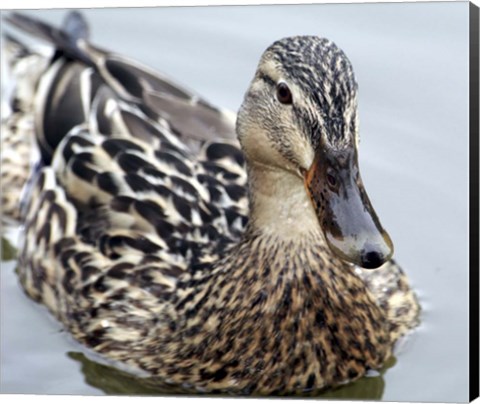 Framed Mallard Print