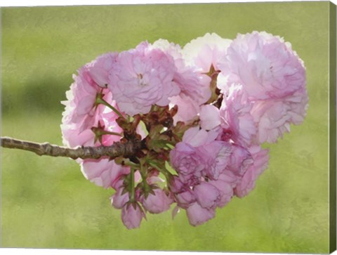 Framed Pink Blooms on Branch Print