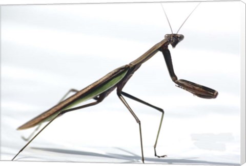 Framed Praying Mantis Print