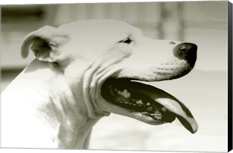 Framed Pretty Boy Print