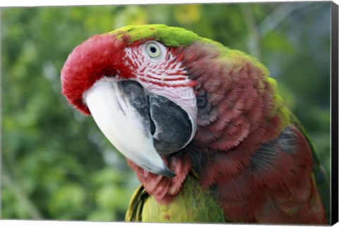 Framed Quizacle Parrot Print