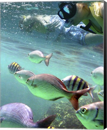 Framed Snorkeling Print