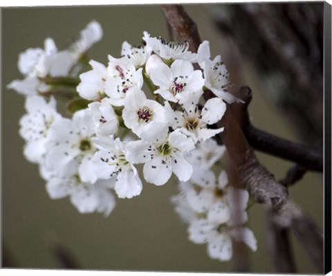 Framed Spring Blooms I Print