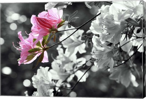 Framed Spring Blooms II Print