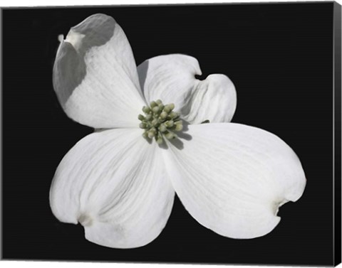 Framed White Dogwood Bloom Print