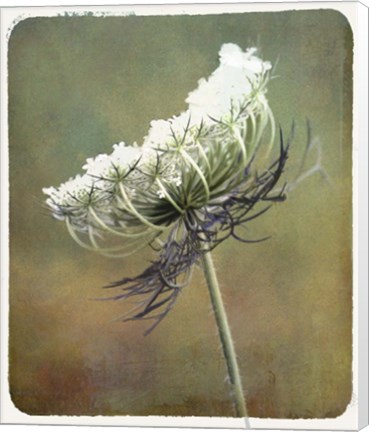 Framed Wild Bloom Print