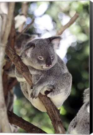 Framed Australia 4 Print