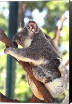 Framed Australia 6 Print