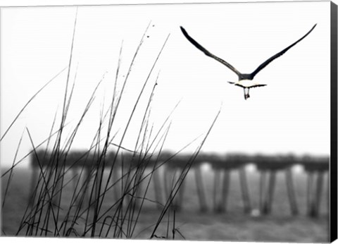 Framed Soaring Print