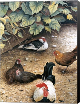 Framed Old Barnyard Chickens Print