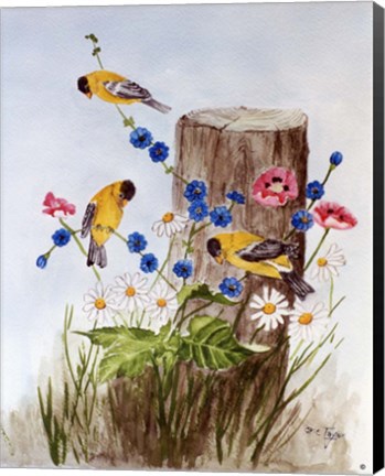 Framed American Goldfinch 3 Print