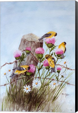Framed American Goldfinch Print