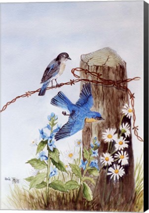 Framed Bluebirds with Daisies Print