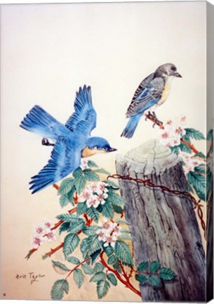 Framed Bluebirds Print