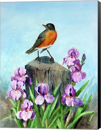 Framed Robin Print