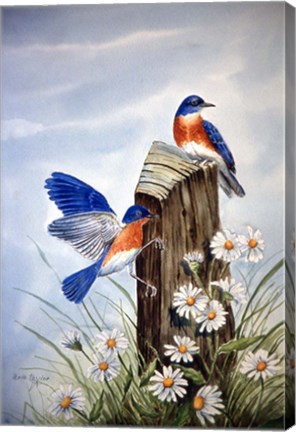 Framed Bluebirds With Daisies 2 Print