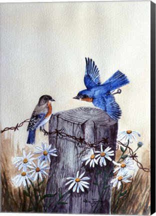 Framed Bluebirds With Daisies 3 Print
