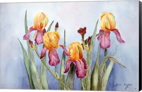 Framed Irises Four Print