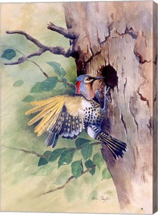 Framed Woodpecker Print