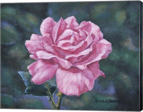 Framed Solitary Rose Print