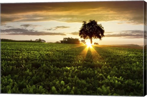 Framed Golden Evening Print