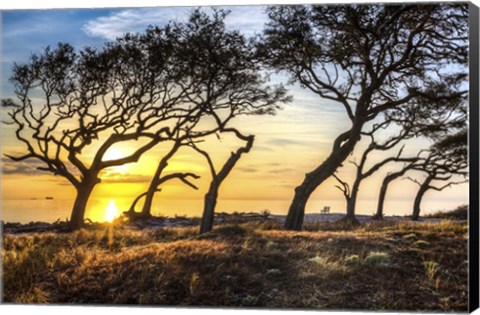 Framed Coastal Grove Print
