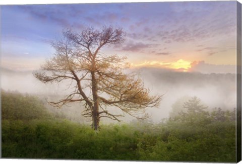 Framed Misty Mountain Tree Print