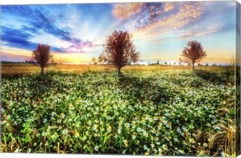 Framed Wildflower Sunset Print