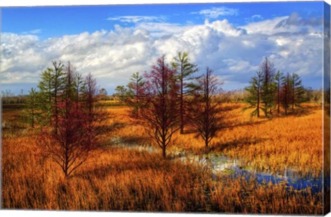 Framed Glades Evening Shadows Print