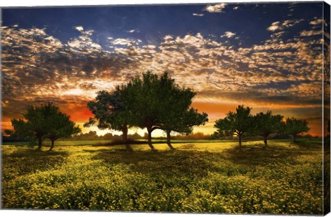 Framed Shadows in the Meadow Print