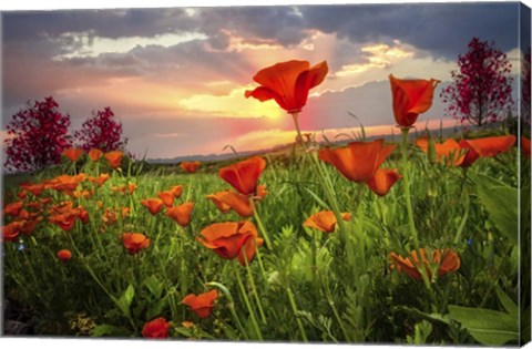 Framed Sunrise Poppies Print